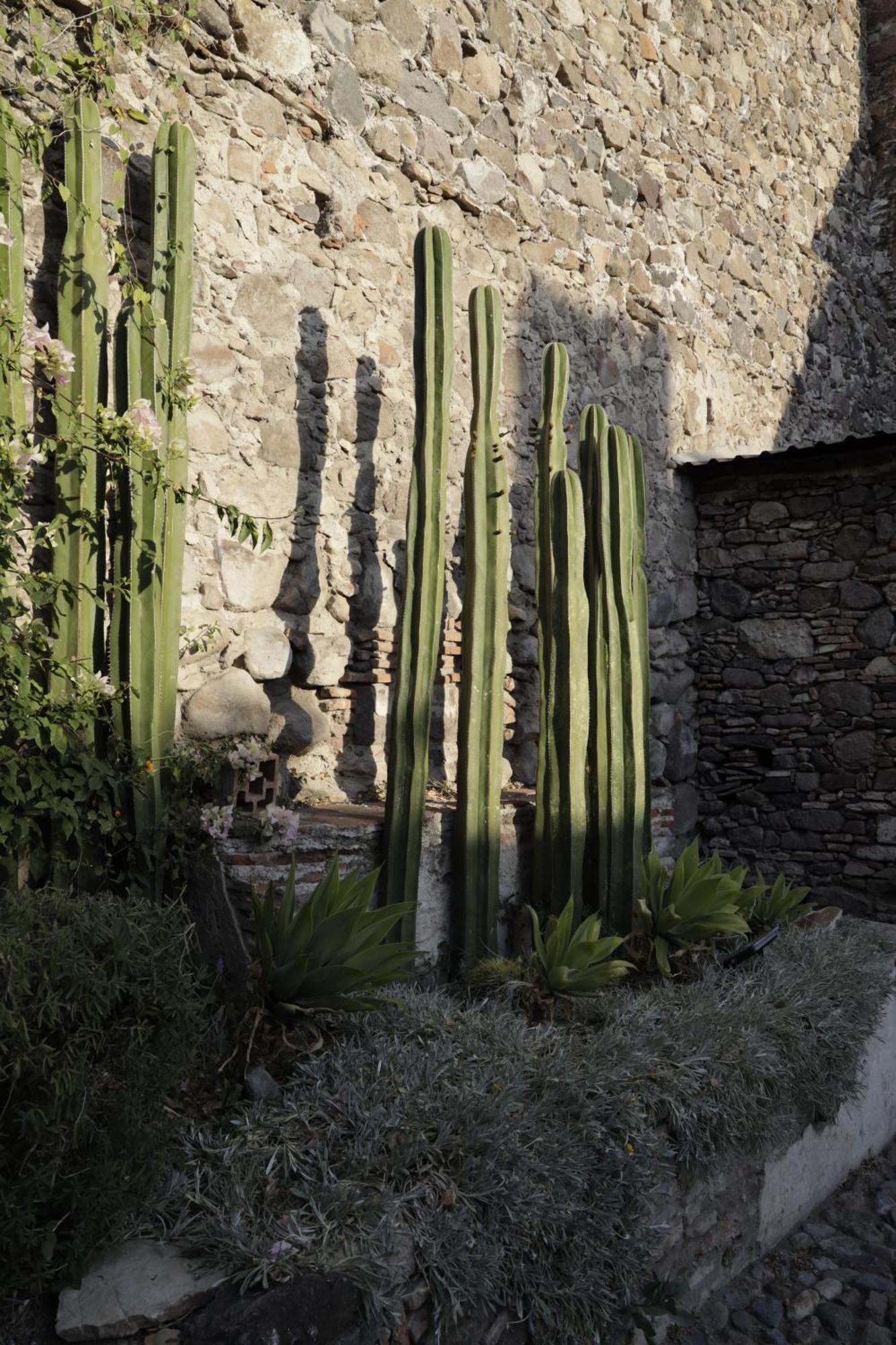 Orchid House San Miguel De Allende San Miguel de Allende Exterior foto