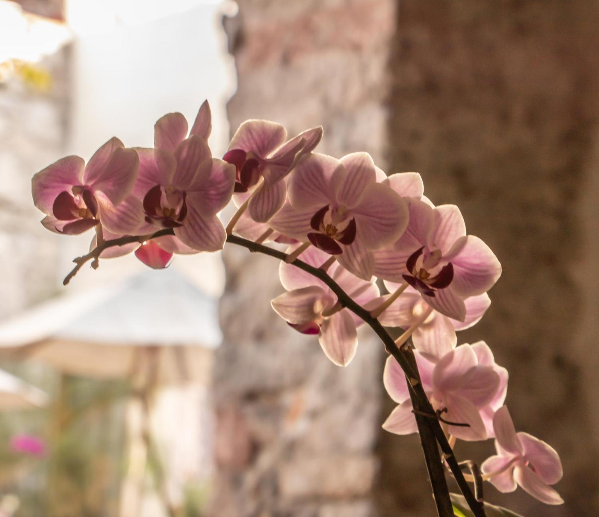 Orchid House San Miguel De Allende San Miguel de Allende Exterior foto
